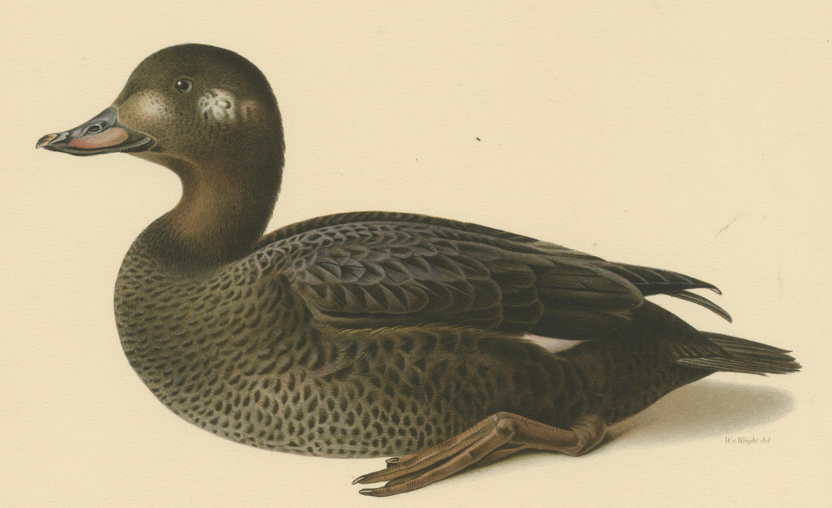 Paper Tranquil Reflections: Bird Print of The Young Velvet Scoter by Magnus von Wright For Sale