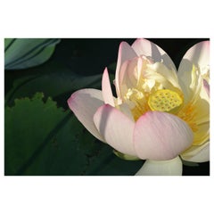 Tranquility by Laurel Hollis Feldman