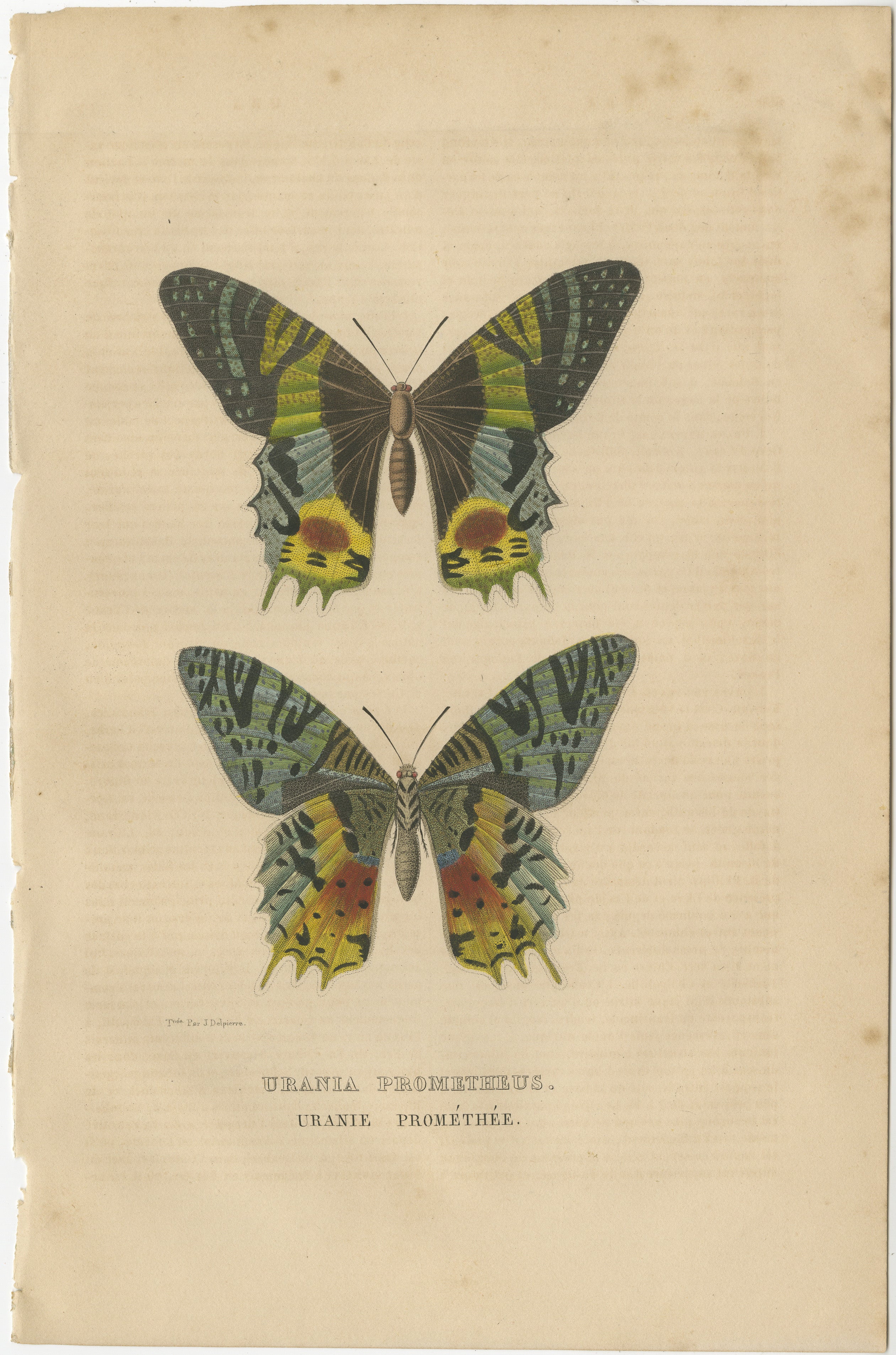 This original antique print of the butterfly 