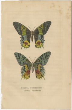 Transcending Time: Urania Prometheus, A Lepidopteral Legacy - Circa 1845