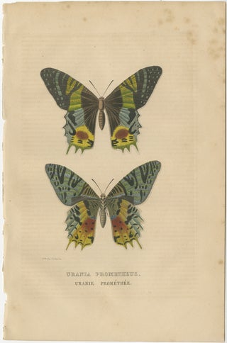 Transcending Time: Urania Prometheus, A Lepidopteral Legacy - Circa 1845, view 2