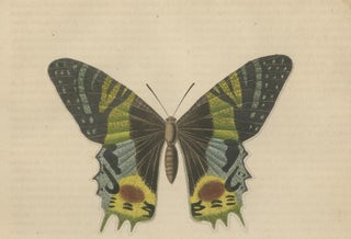 Transcending Time: Urania Prometheus, A Lepidopteral Legacy - Circa 1845, view 3
