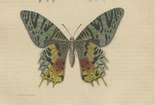 Transcending Time: Urania Prometheus, A Lepidopteral Legacy - Circa 1845, view 4