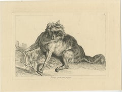 Trapped Wolf: A Detailed Etching - circa 1740