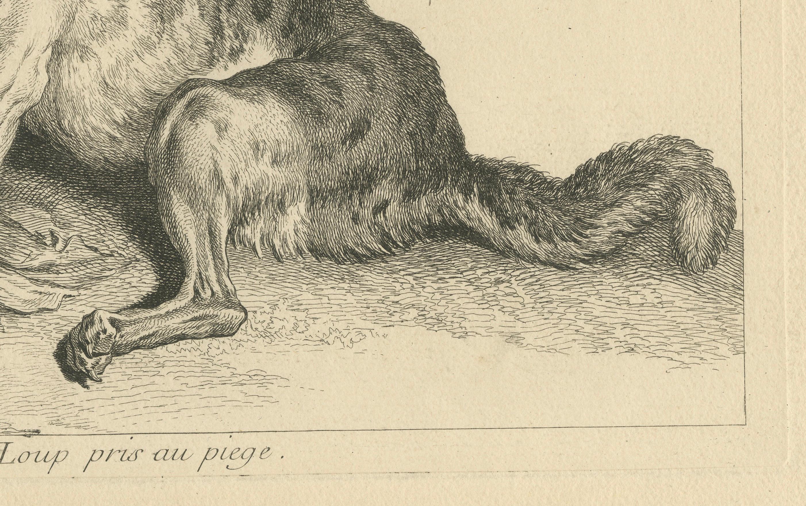 Gefangener Wolf: Eine detaillierte Radierung - um 1740 (Graviert) im Angebot
