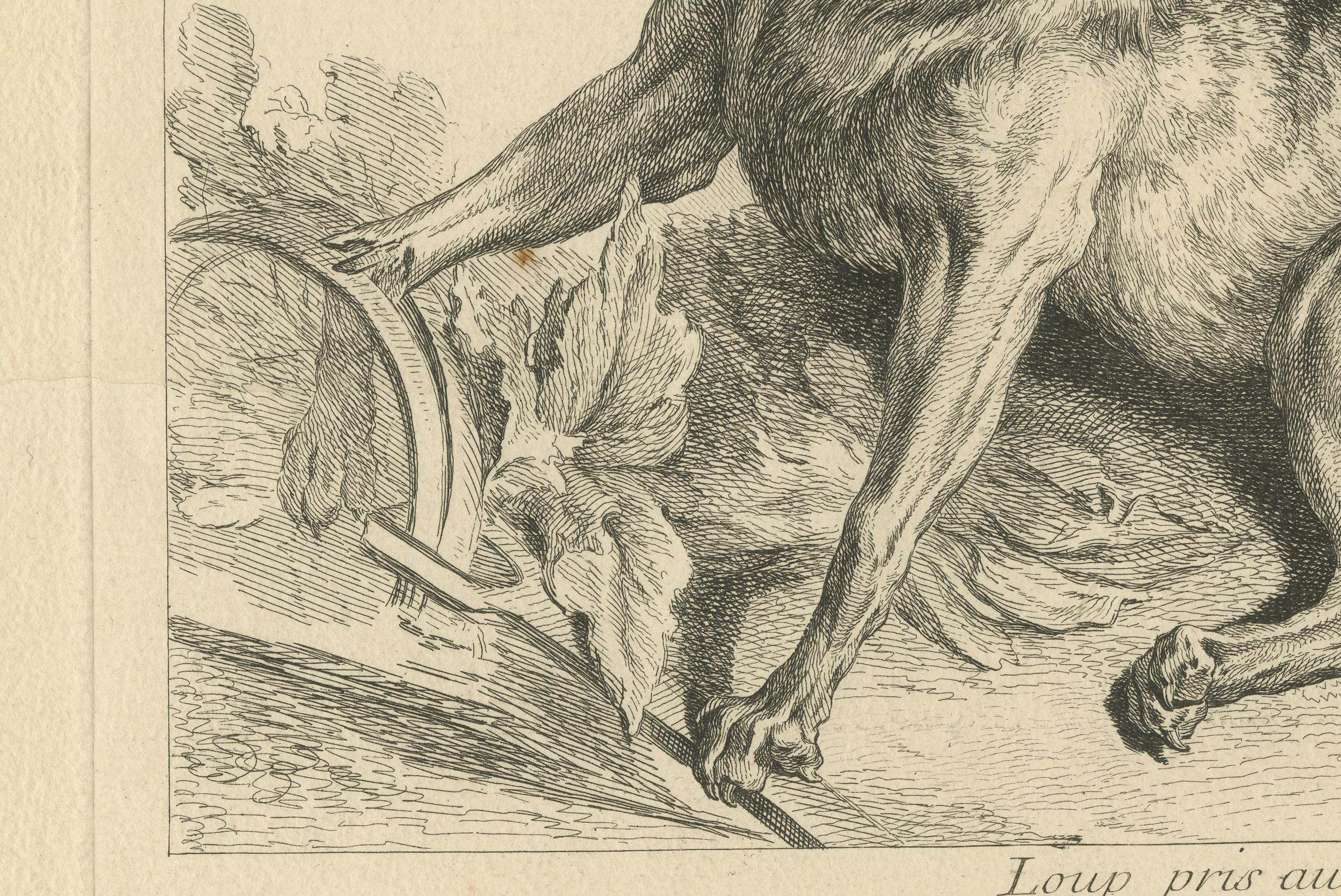 Gefangener Wolf: Eine detaillierte Radierung - um 1740 im Zustand „Gut“ im Angebot in Langweer, NL