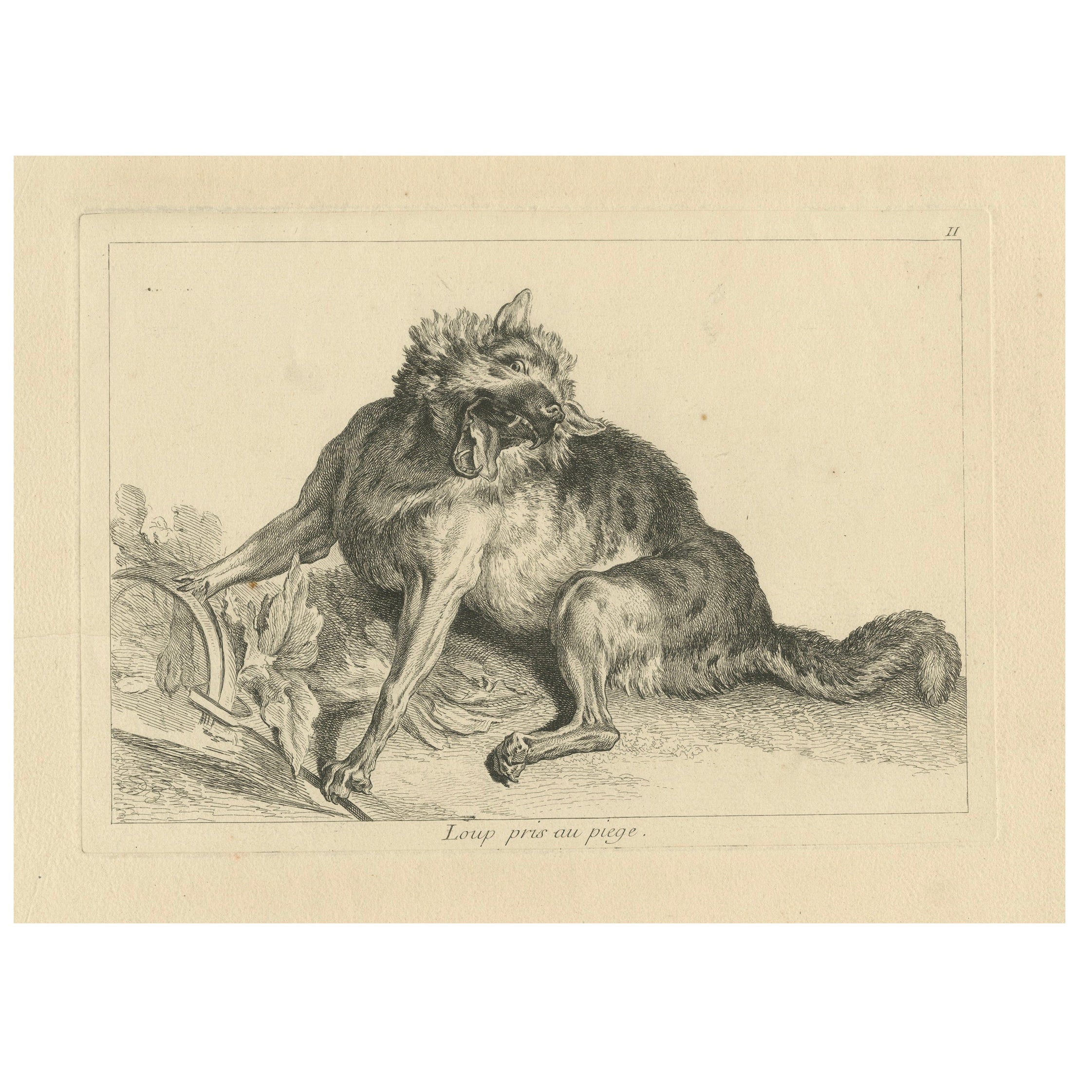 Le loup pris au piège : Une gravure détaillée - vers 1740
