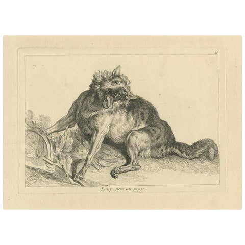 Trapped Wolf: A Detailed Etching - circa 1740