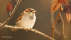 Modern white lamb fur bronzed brushed brass Tree Branches bench by InsidherLand