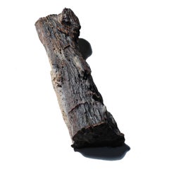 "Tree Jade" Chinese Petrified Wood Specimen