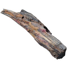 "Tree Jade" Chinese Petrified Wood Specimen