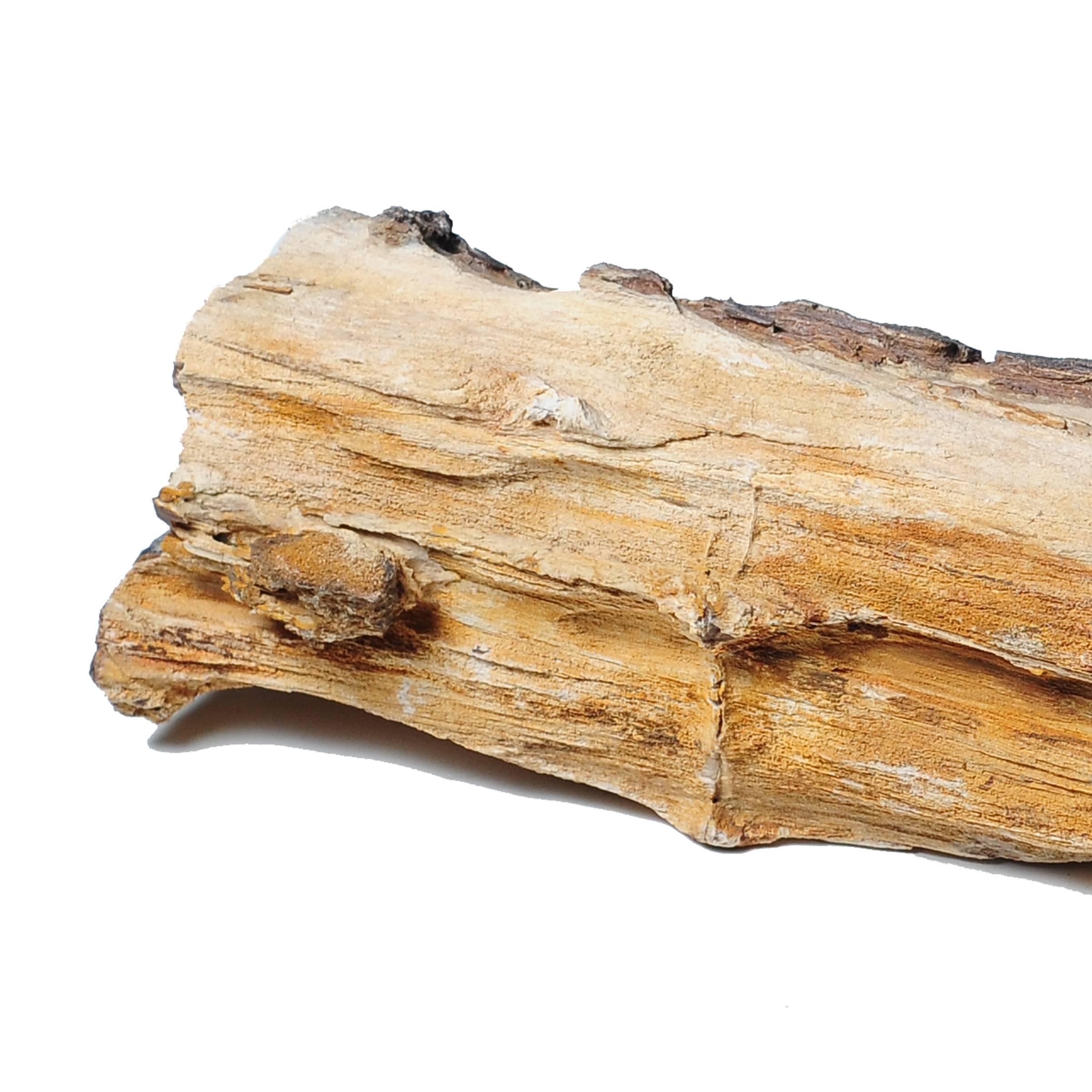 Like scholars' rocks, petrified wood is appreciated for its natural beauty. Sometimes called 