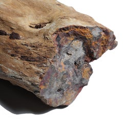 "Tree Jade" Petrified Wood Specimen