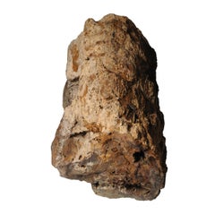 Spécimen de bois pétrifié "Jade d'arbre"
