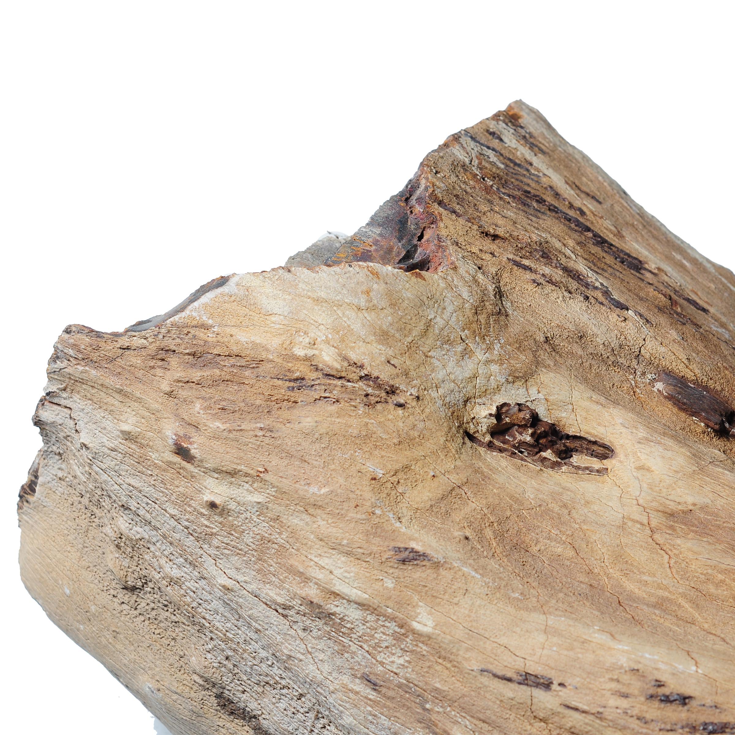 Chinois Spécimen de bois pétrifié 