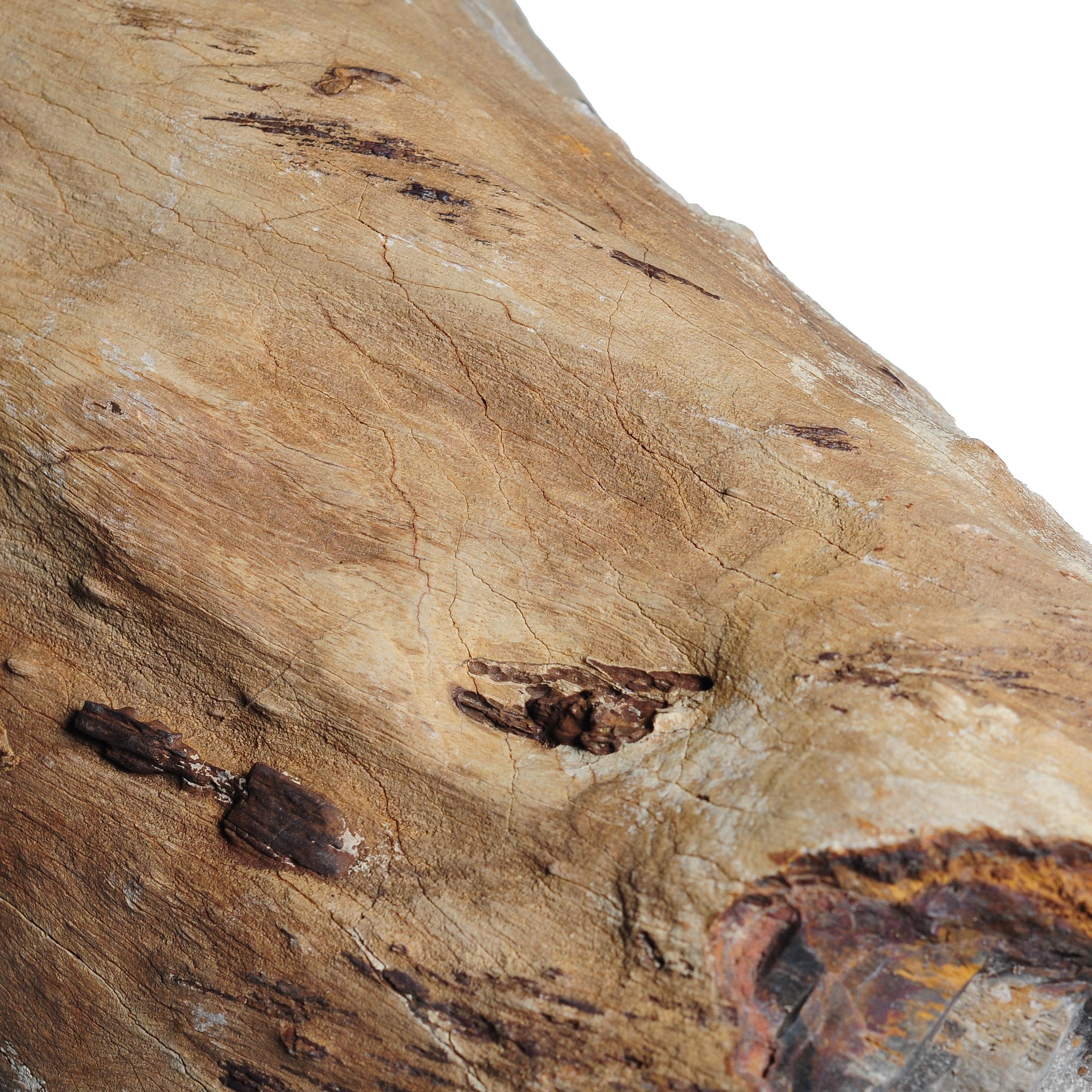Spécimen de bois pétrifié 