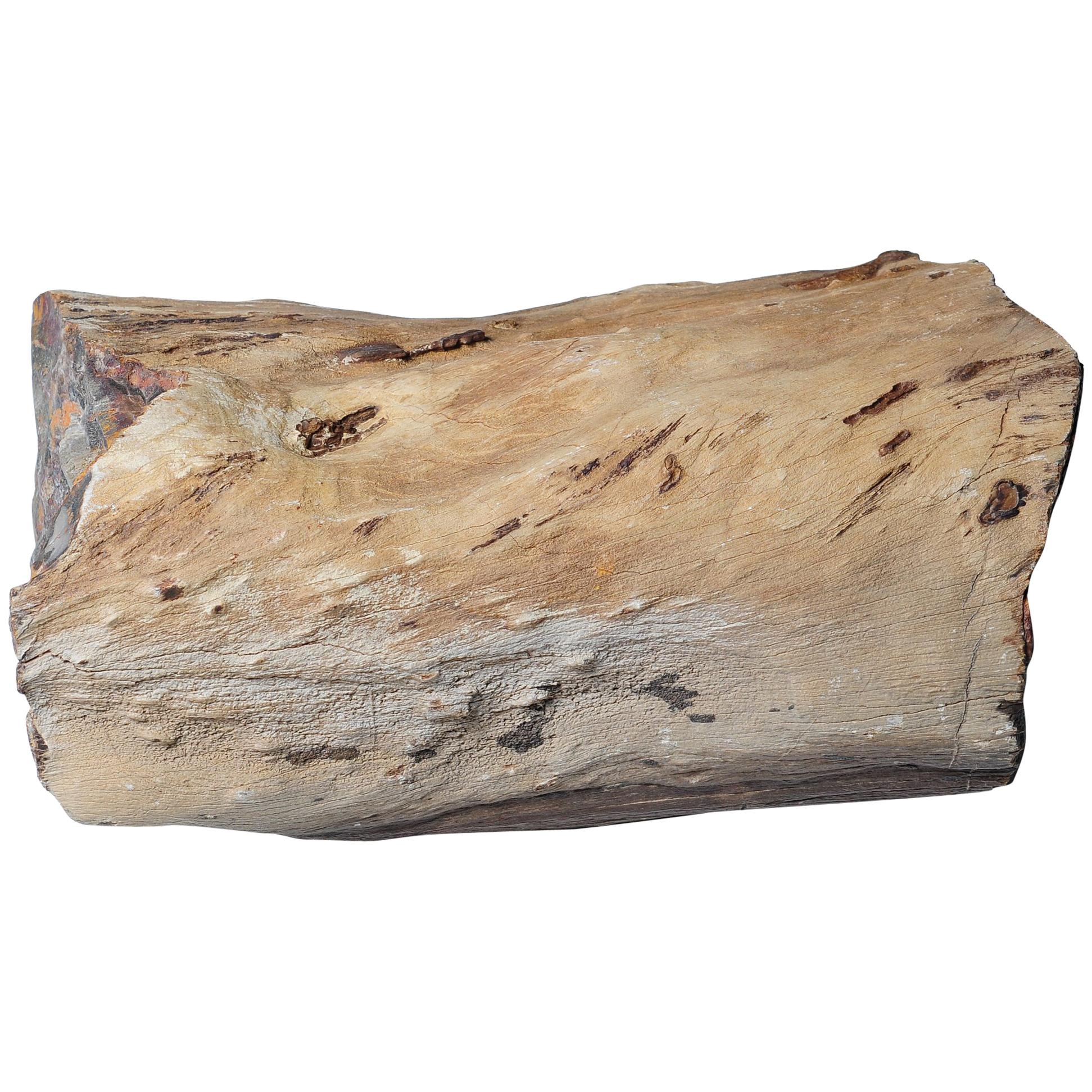 „Tree Jade“-Exemplar aus versteinertem Holz