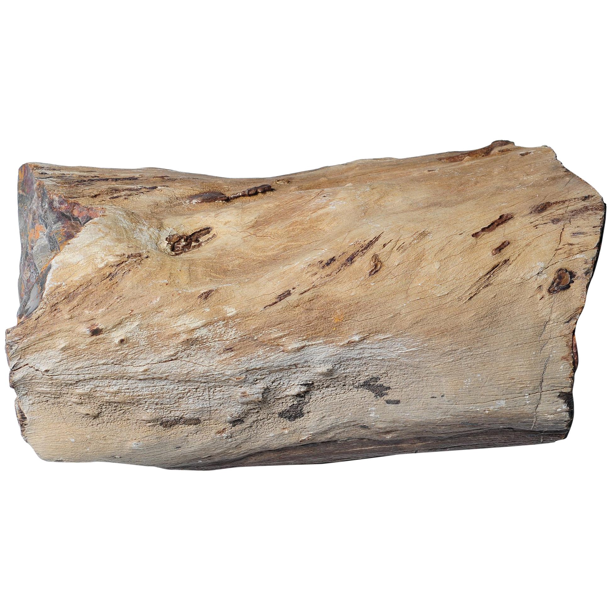 "Tree Jade" Petrified Wood Specimen