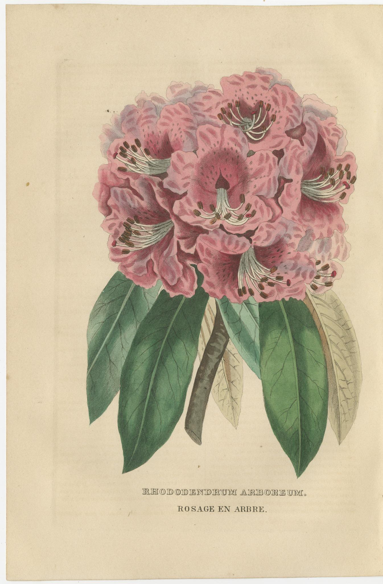 This hand-colored engraving from the 'Dictionnaire Classique des Sciences Naturelles' presents the 'Rhododendron Arboreum', commonly known as the Tree Rhododendron. The illustration is imbued with the essence of the 19th century's dedication to the