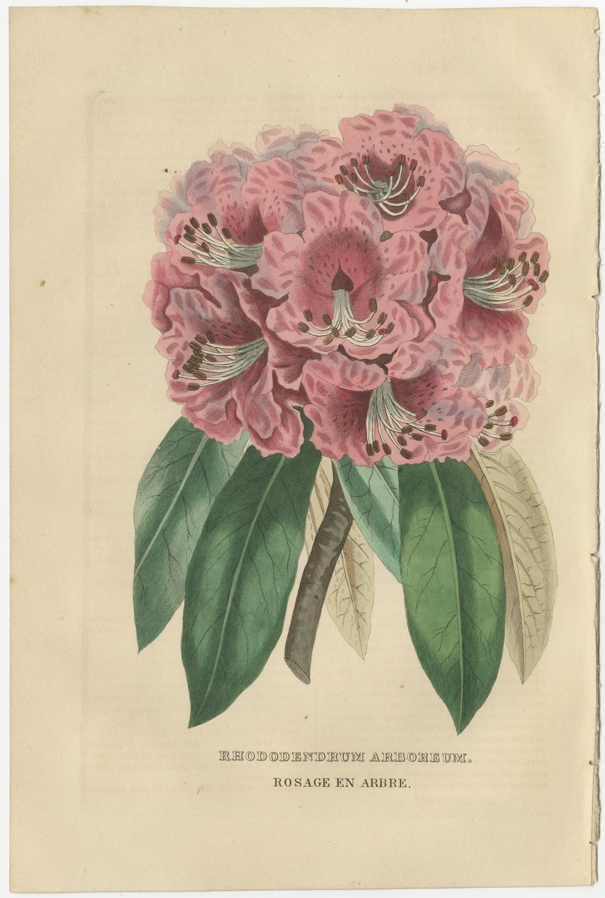 Gravé Rhododendron d'arbre : une gravure originale colorée à la main de 1845 en vente
