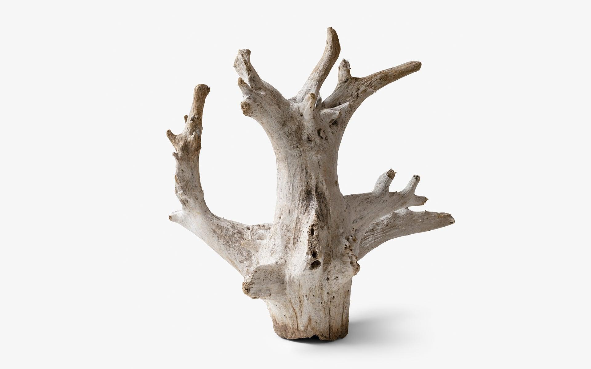 tree root for sale