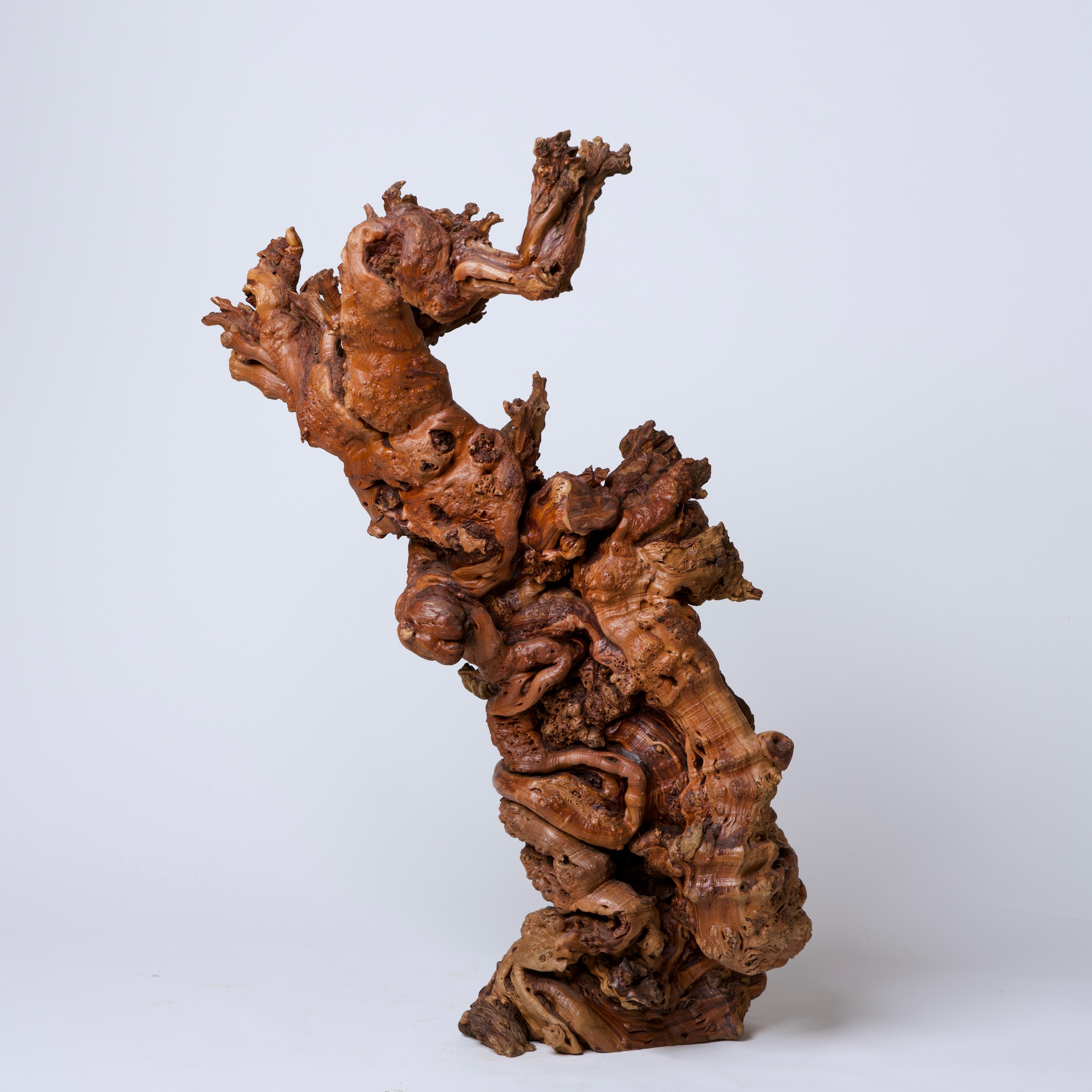 Natural wood sculpture reminiscent of a stylized tree from Lord of the Rings, measures: 20” x 30” x 18”
An organic sculpture for the modern scholar's desk.