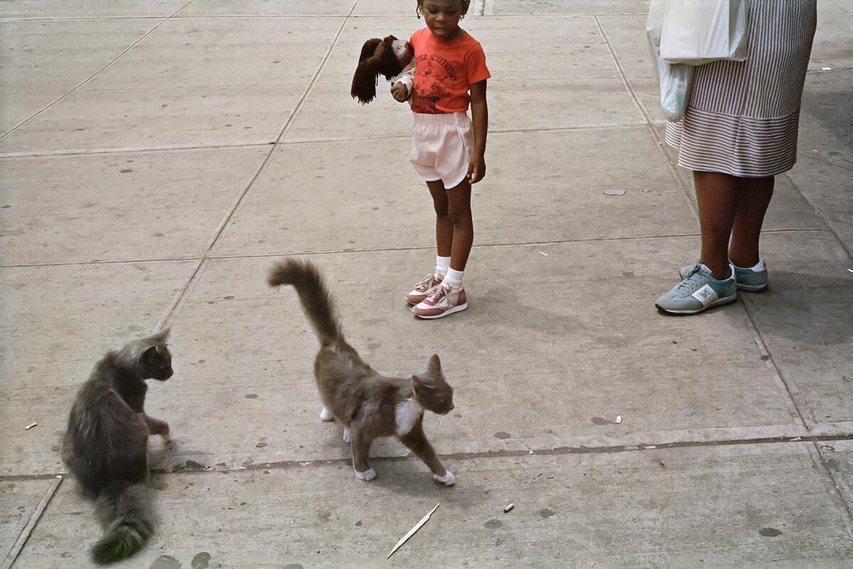 Cats on the Sidewalk, 1984 par Tria Giovan - Figuratif, Photographie de paysage