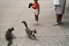 Cats on the Sidewalk, 1984 von Tria Giovan – Figurative, Landschaftsfotografie