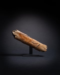 Triceratops Bone with Predation Marks from Tyrannosaur, Late Cretaceous