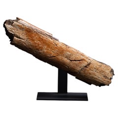 Triceratops Bone with Predation Marks from Tyrannosaur, Late Cretaceous