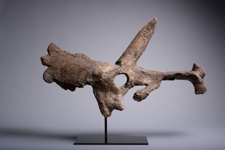triceratops skull fossil