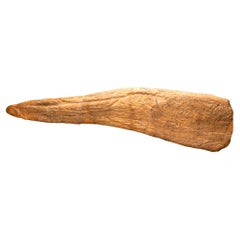 Triceratops Horn
