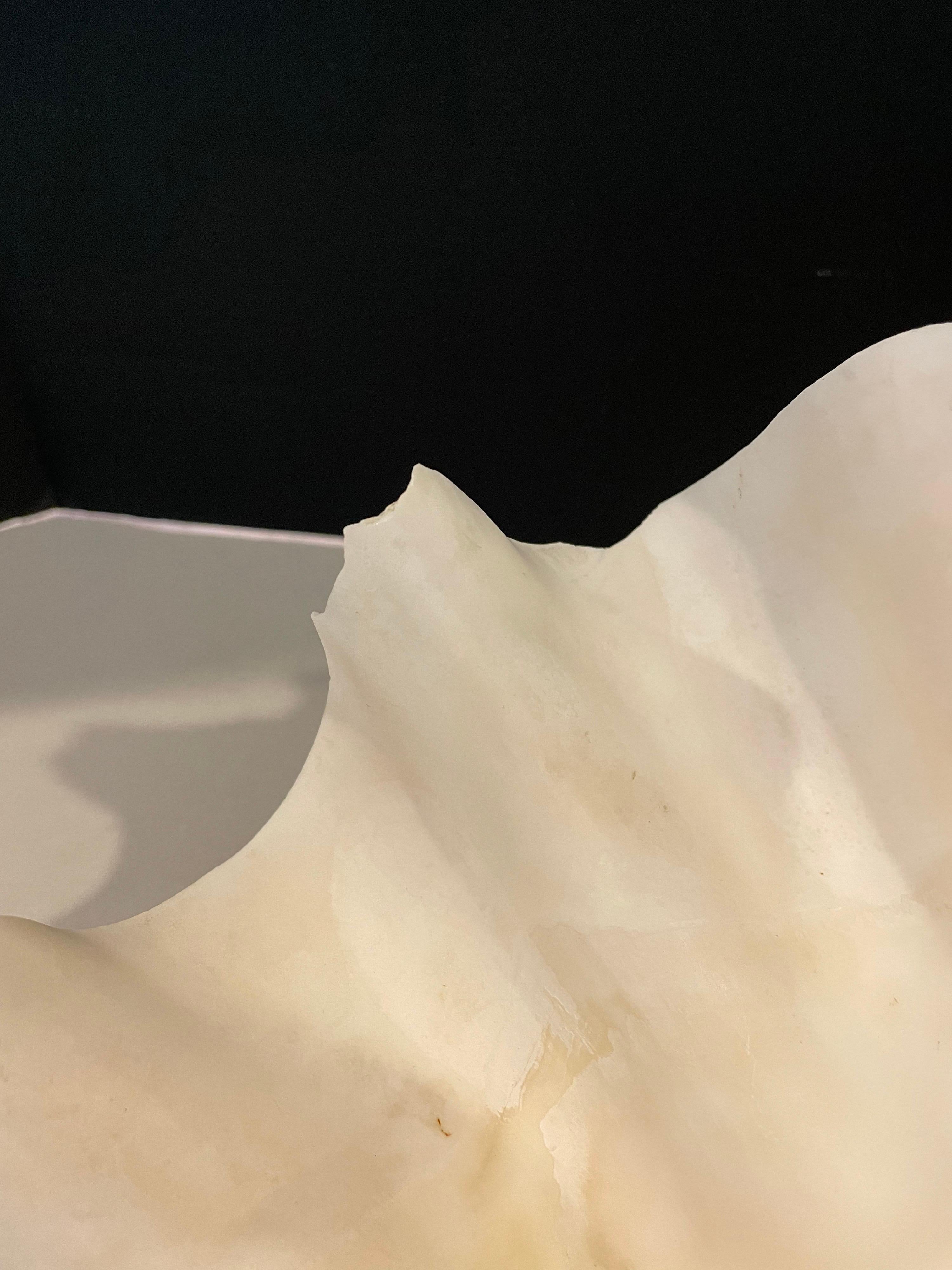 Tridacna Gigas Clam Shell In Good Condition In Winnetka, IL