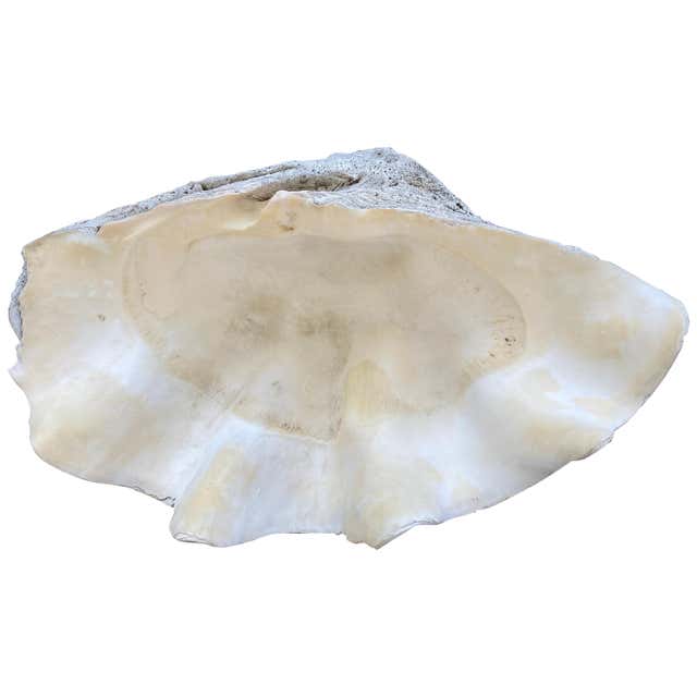 Pair of Clam Shell Console Bases at 1stDibs