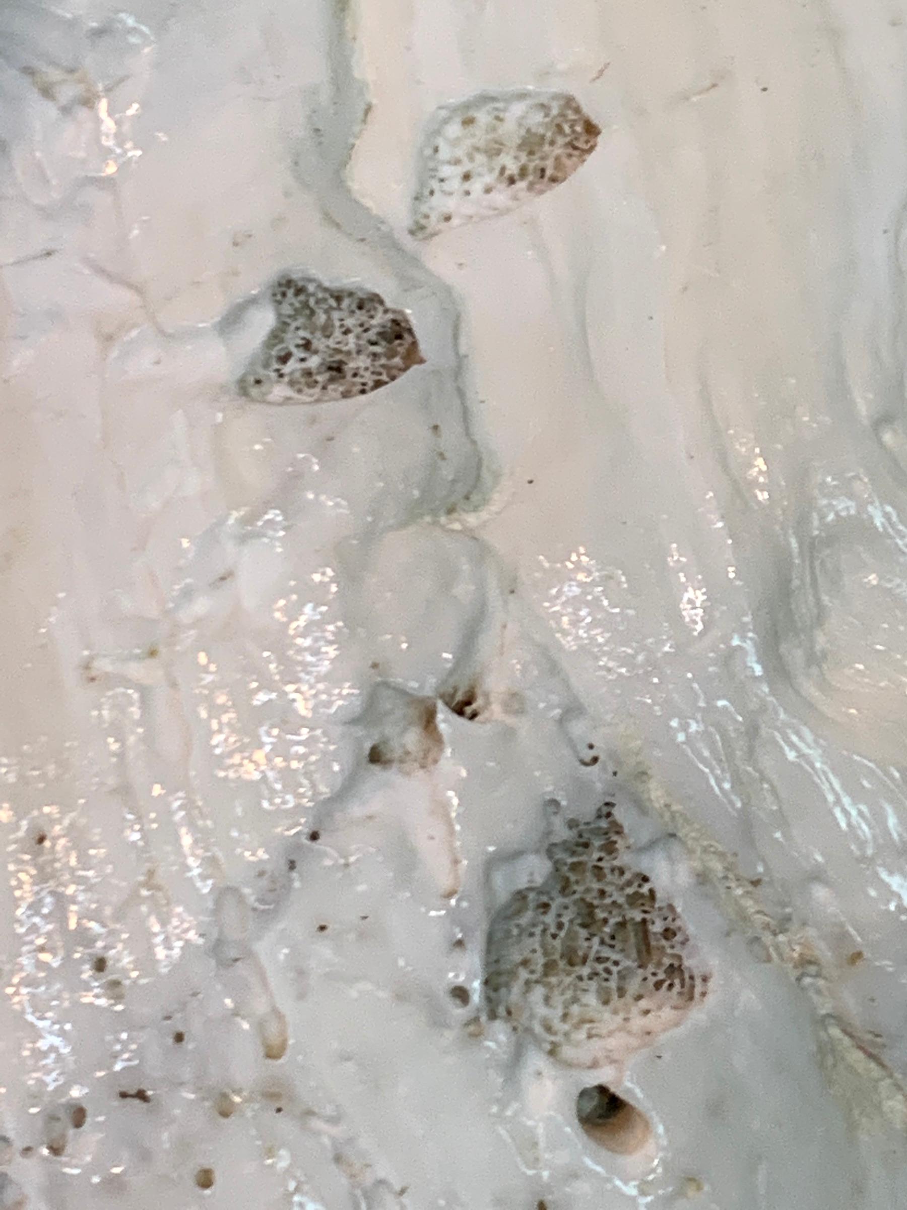 Tridacna Gigas Giant Clamshell, Polished and Sealed For Sale 9