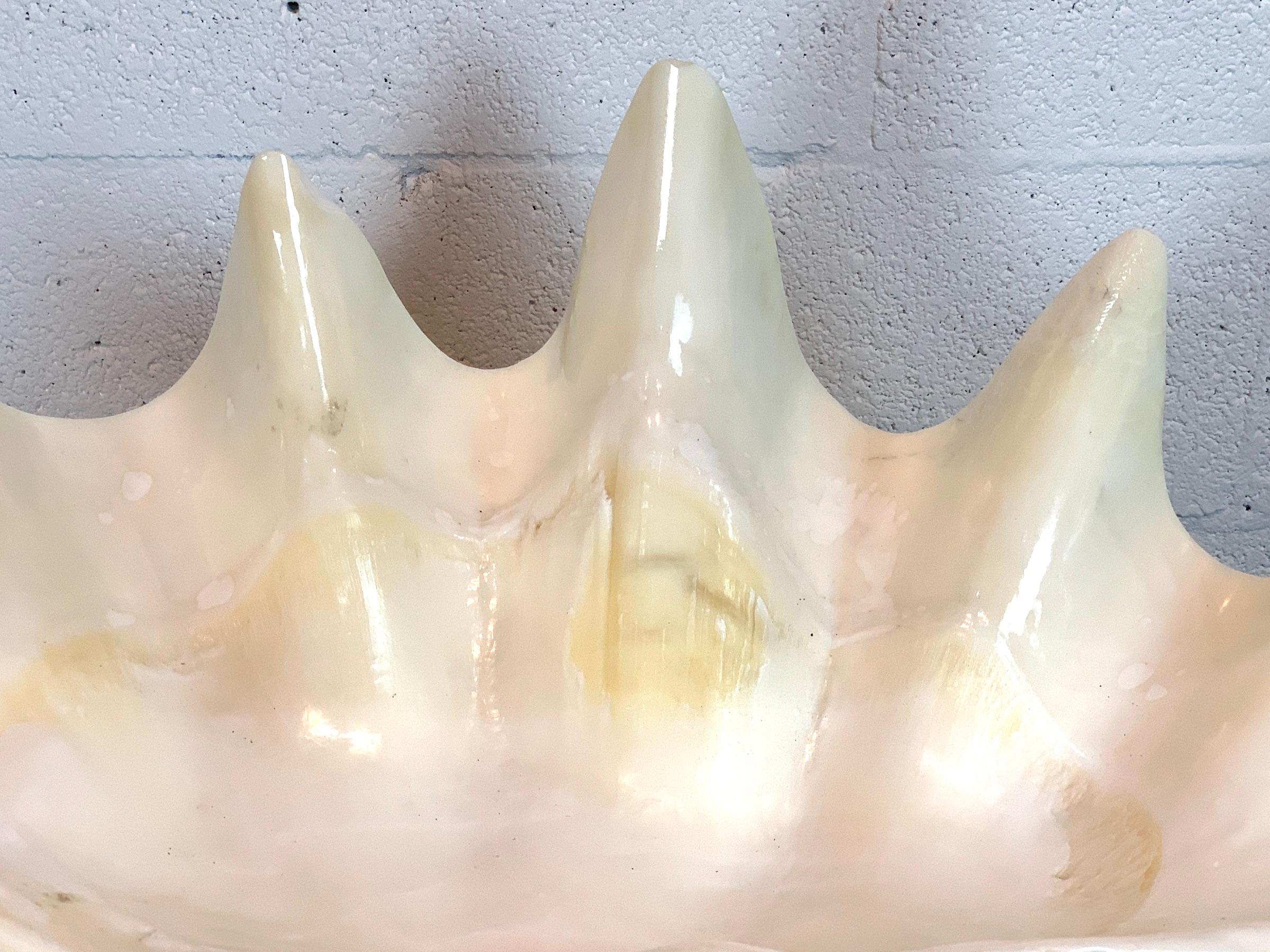 Tridacna Gigas Giant Clamshell, Polished and Sealed For Sale 4
