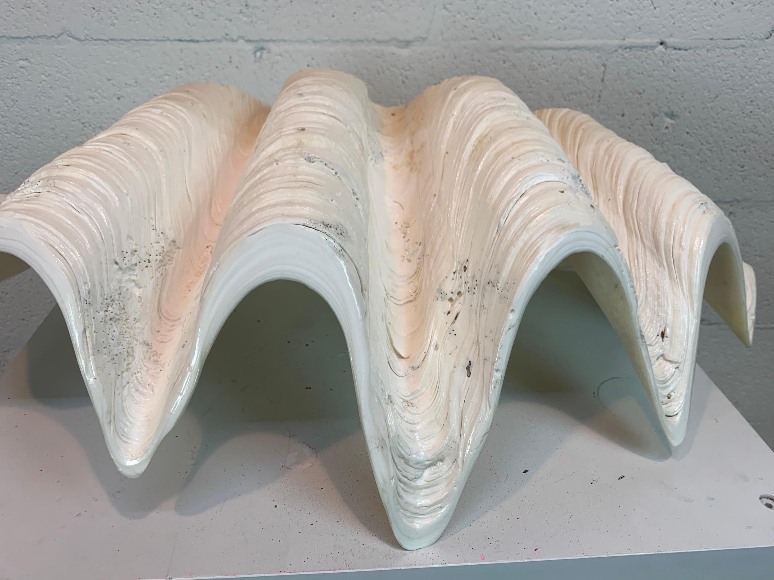 Tridacna Gigas Giant Clamshell, Polished and Sealed For Sale 11