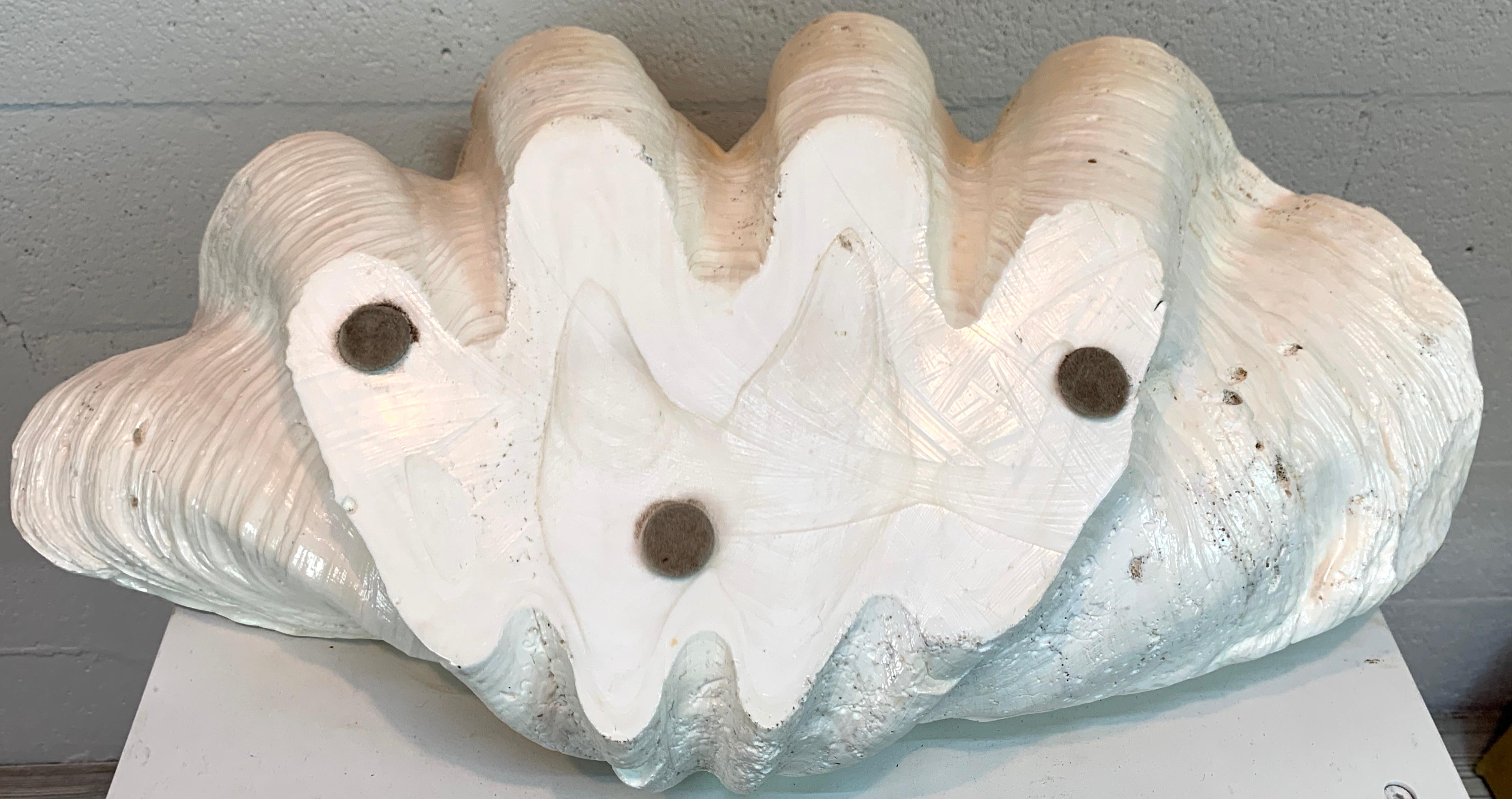 Tridacna Gigas Giant Clamshell, Polished and Sealed For Sale 12