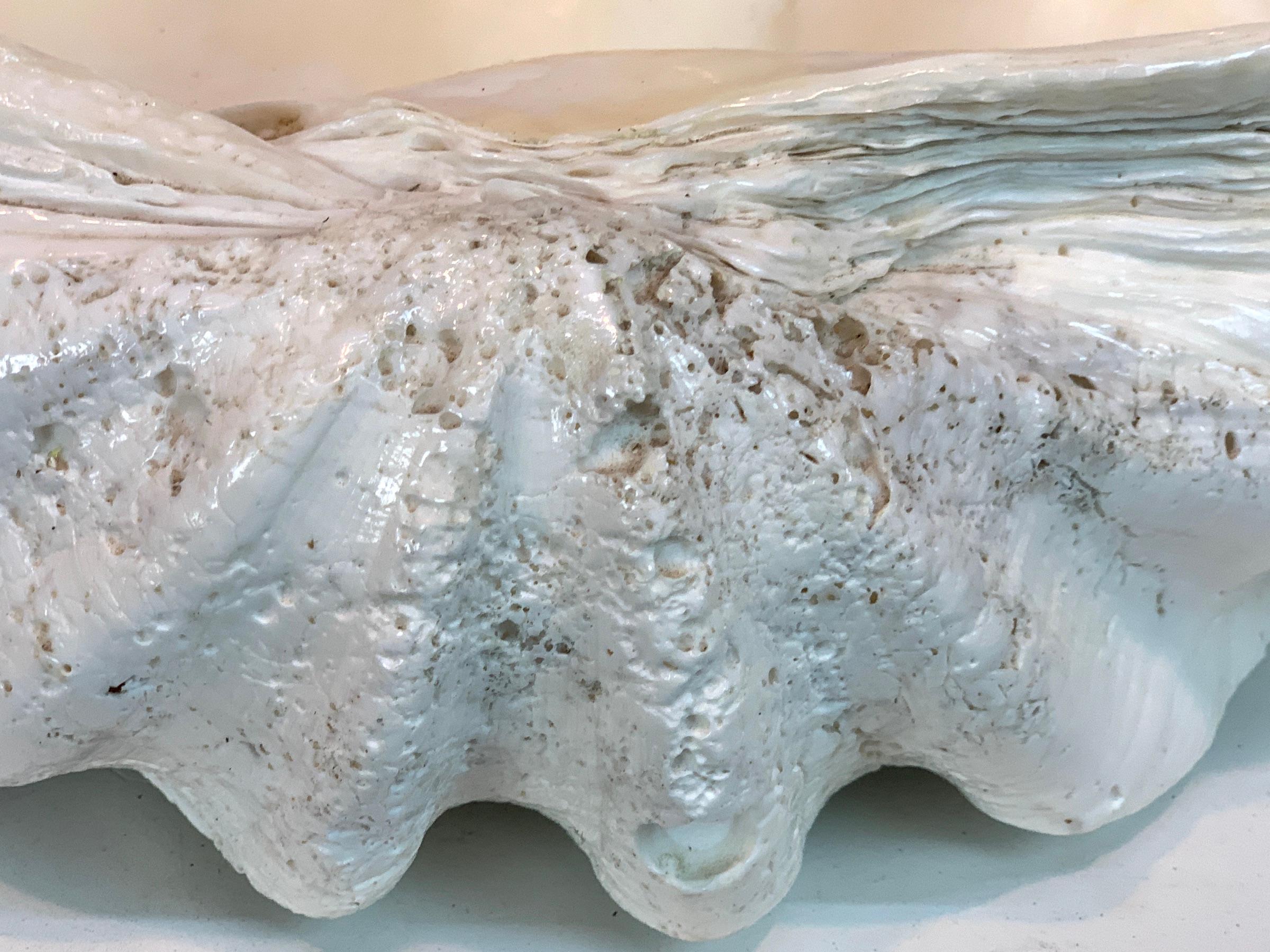 Tridacna Gigas Giant Clamshell, Polished and Sealed For Sale 8