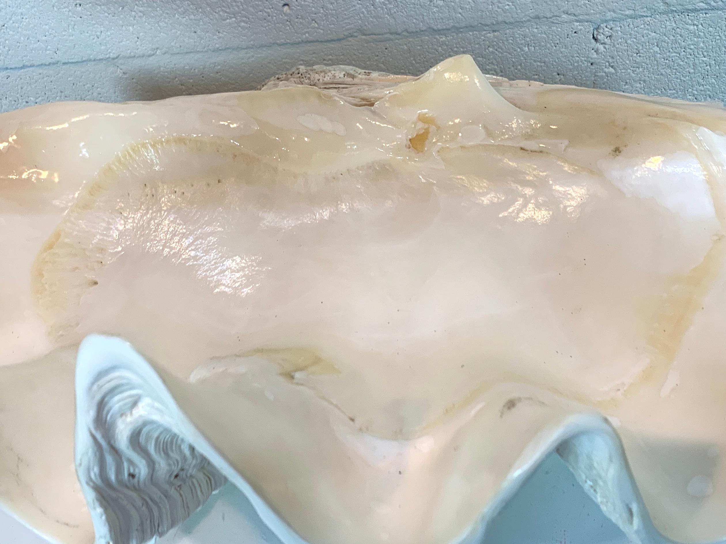 Tridacna Gigas Giant Clamshell, Polished and Sealed In Good Condition For Sale In West Palm Beach, FL