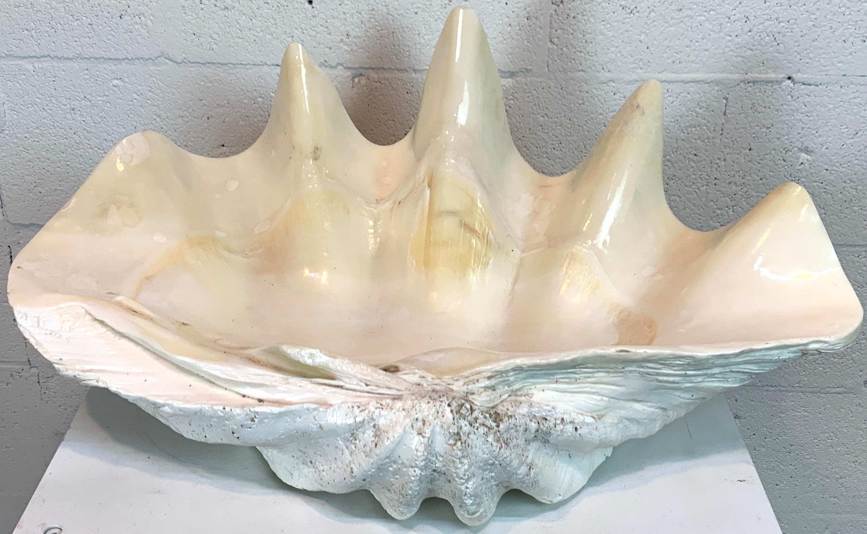 Lacquered Tridacna Gigas Giant Clamshell, Polished and Sealed For Sale