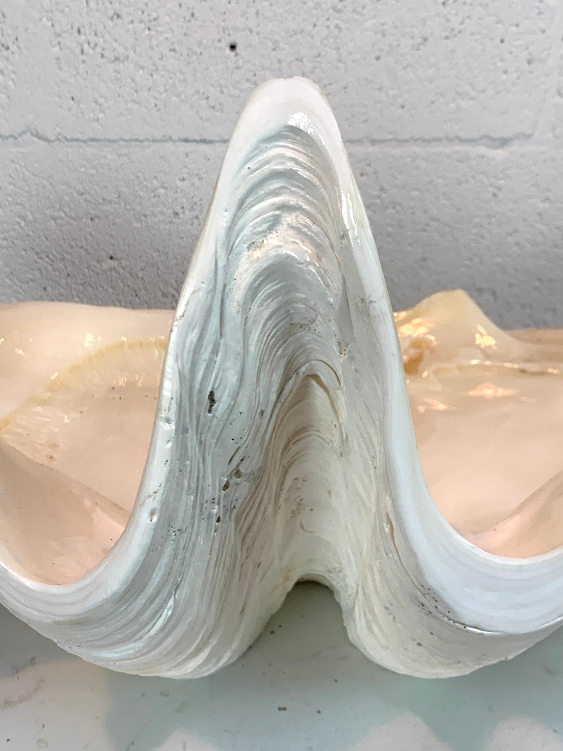 Contemporary Tridacna Gigas Giant Clamshell, Polished and Sealed For Sale
