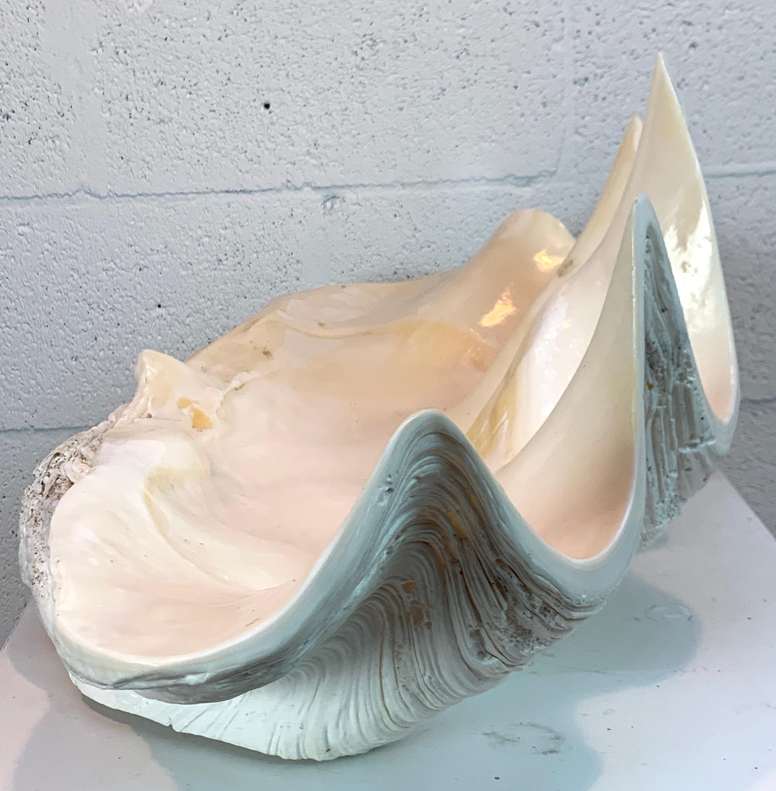 Tridacna Gigas Giant Clamshell, Polished and Sealed For Sale 1