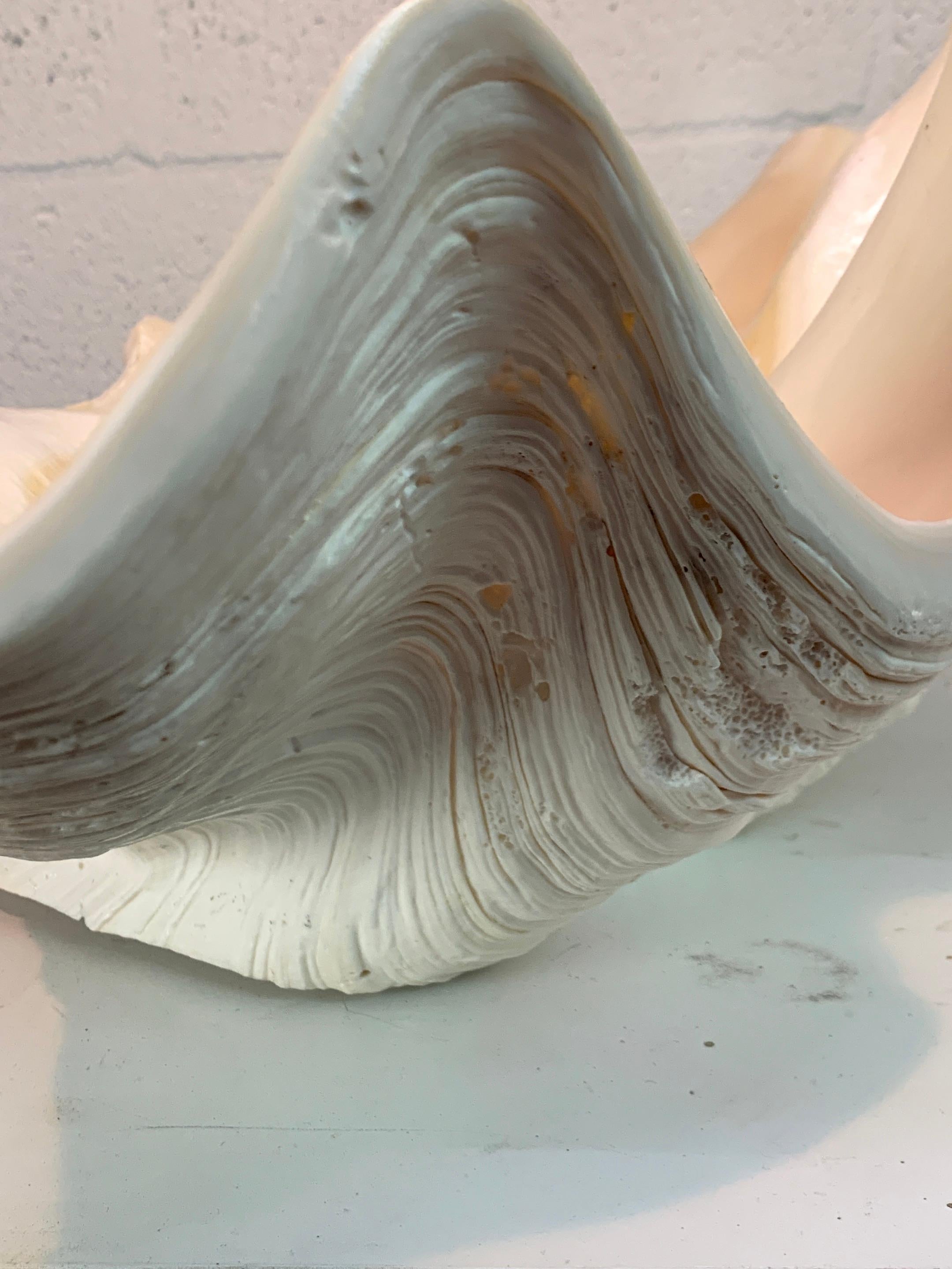 Tridacna Gigas Giant Clamshell, Polished and Sealed For Sale 3