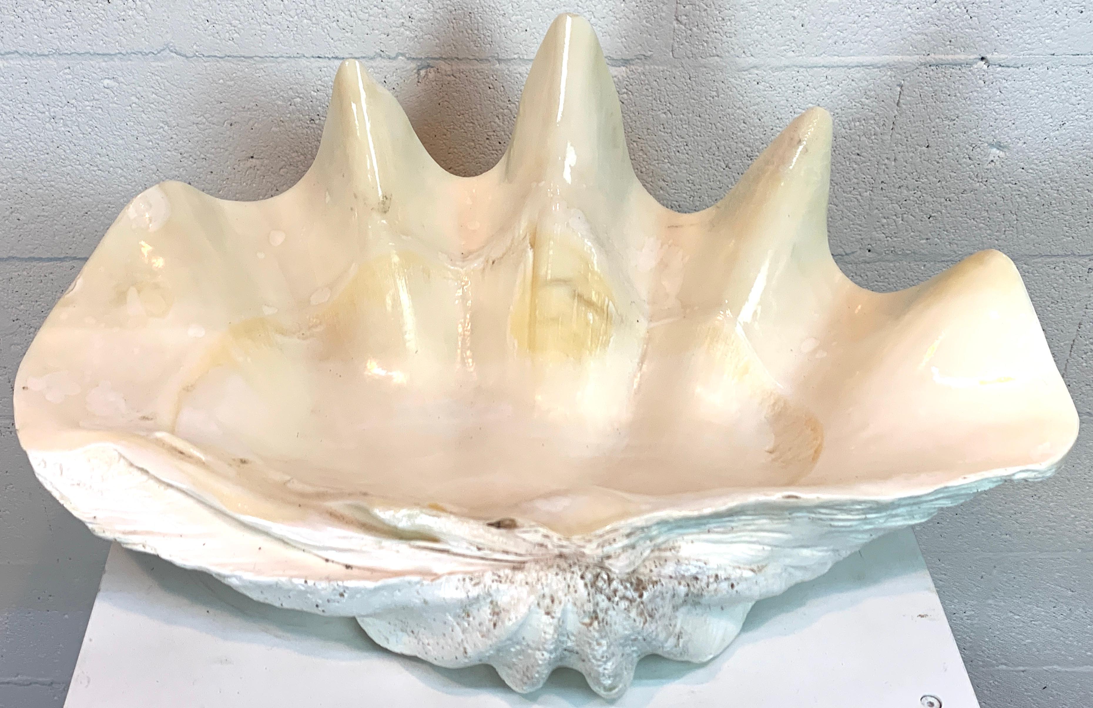 Shell Tridacna Gigas Giant Clamshell, Polished and Sealed For Sale