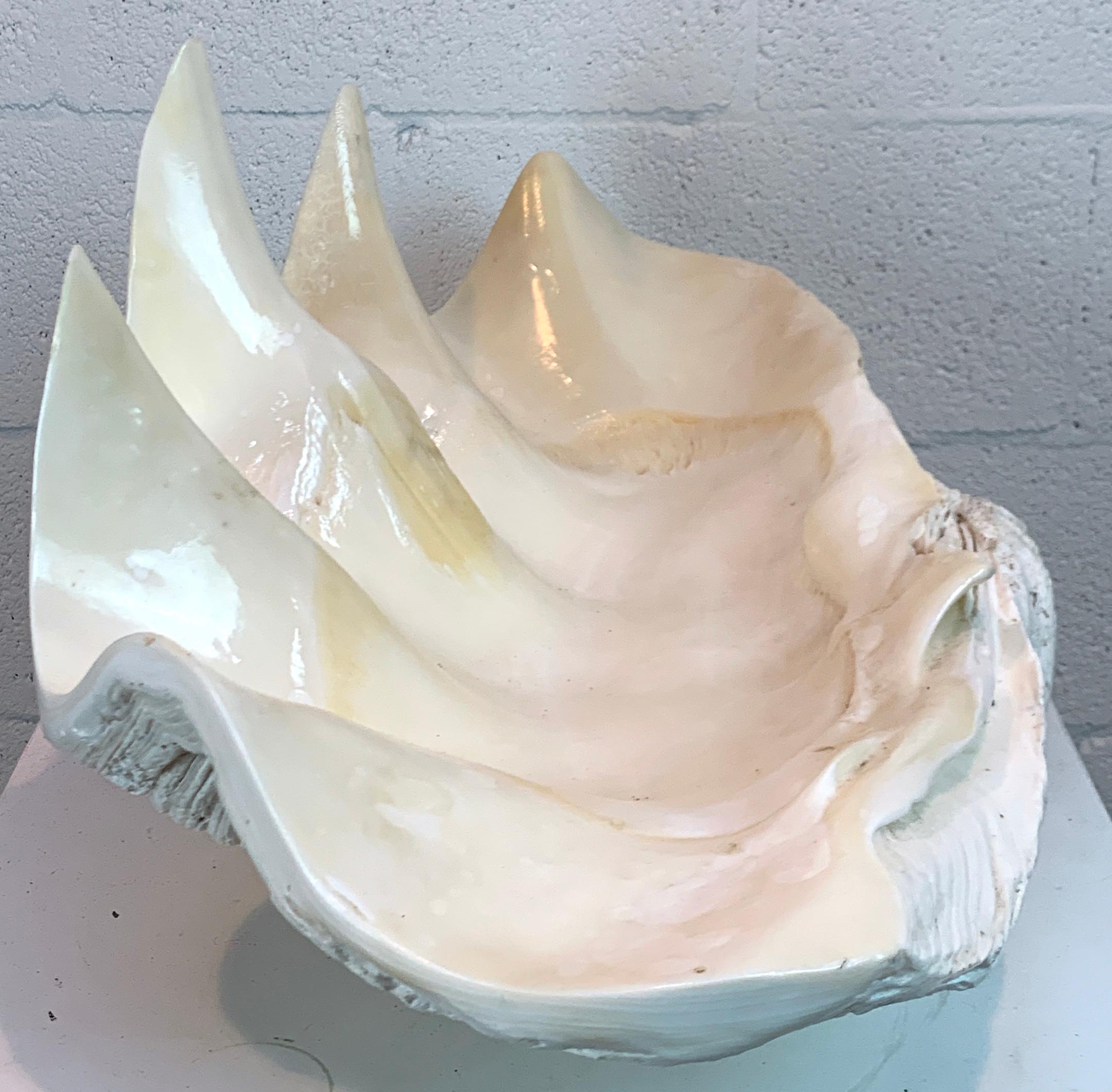 Tridacna Gigas Giant Clamshell, Polished and Sealed For Sale 6