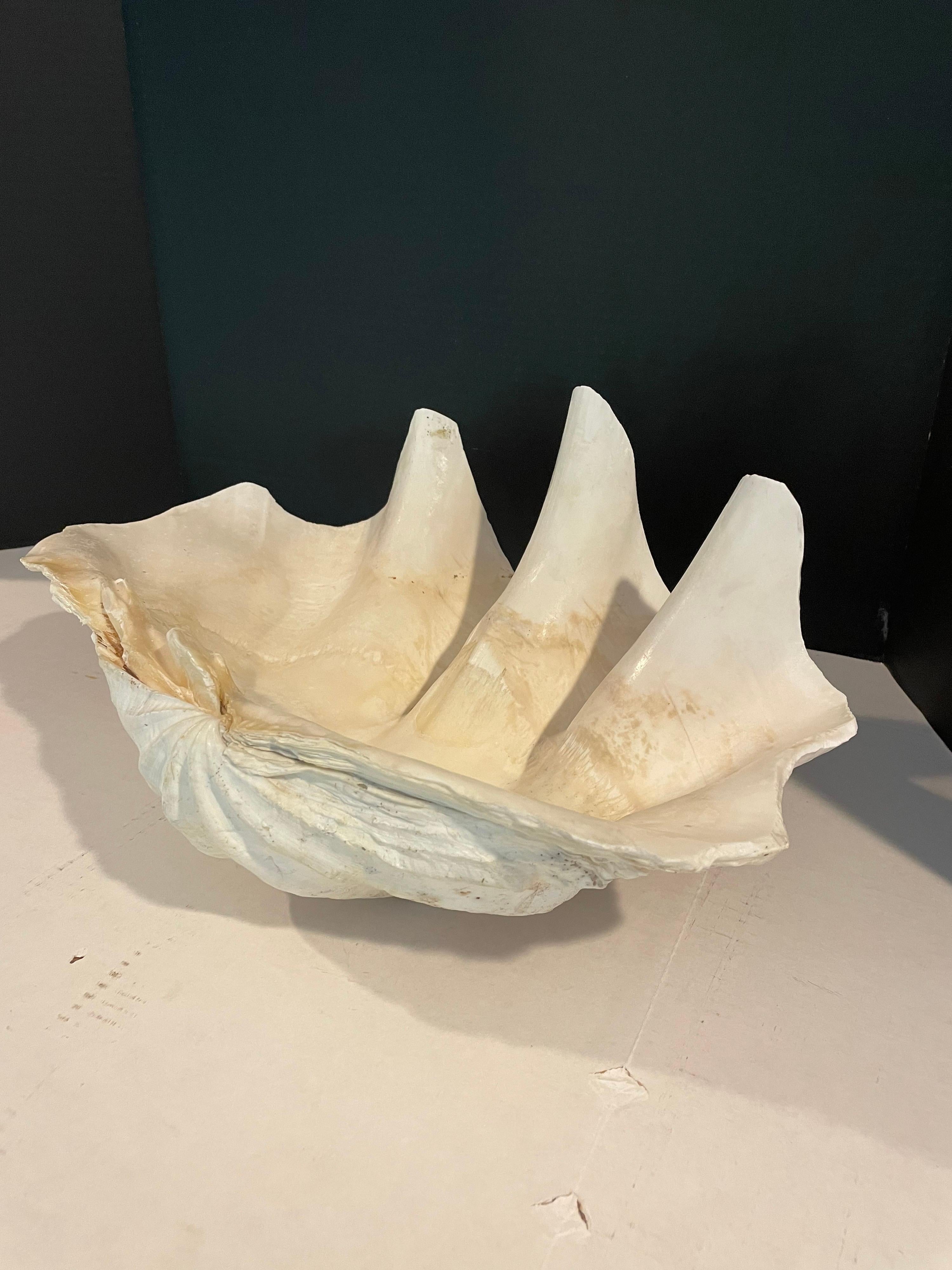 Unknown Tridacna Gigi’s Clam Shell
