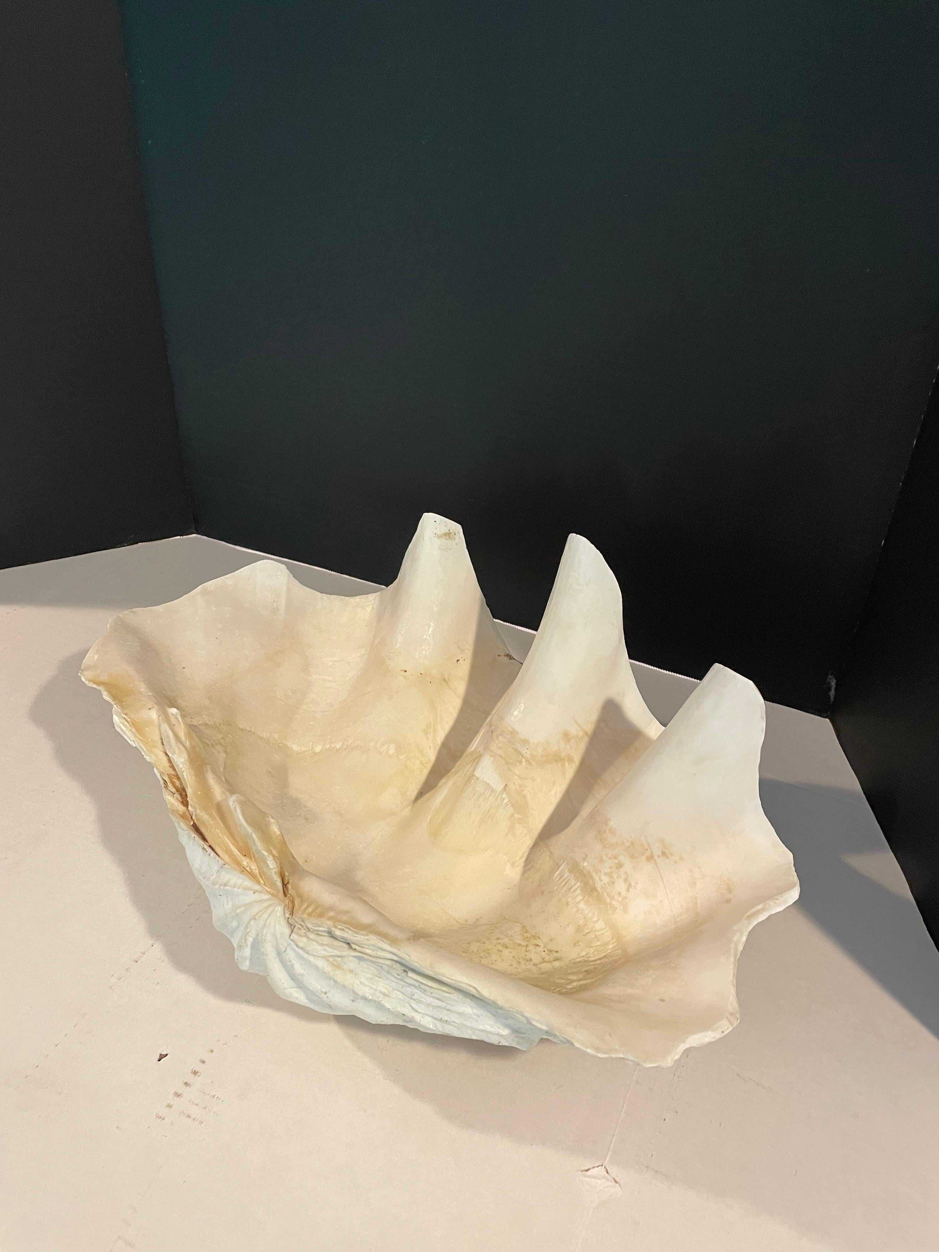 20ième siècle Tridacna Gigi's Clam Shell