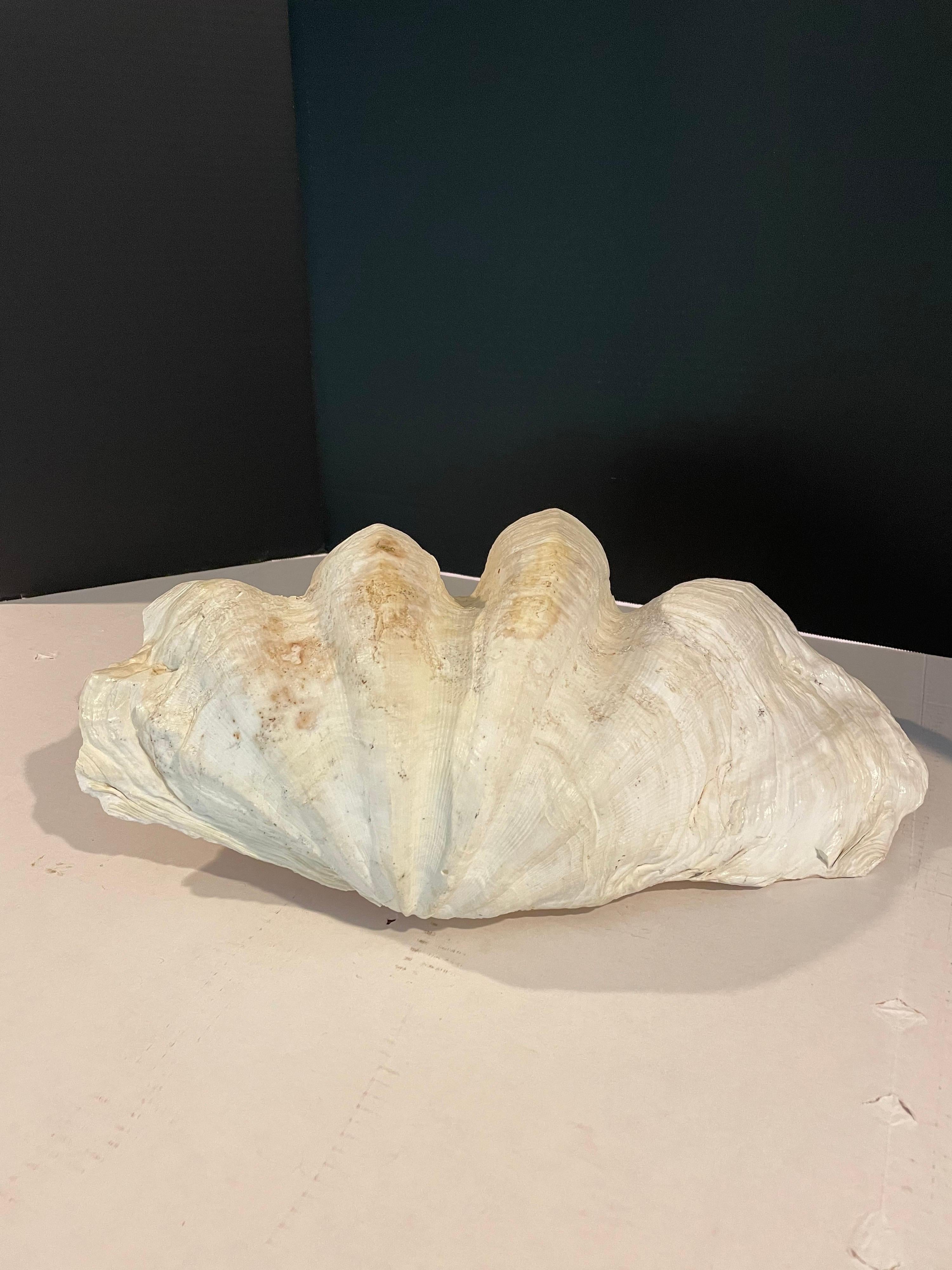 Tridacna Gigi’s Clam Shell 2