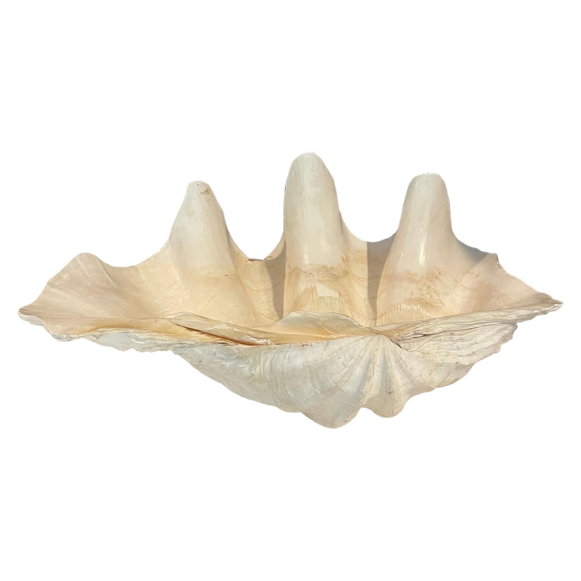 Tridacna Gigi's Clam Shell